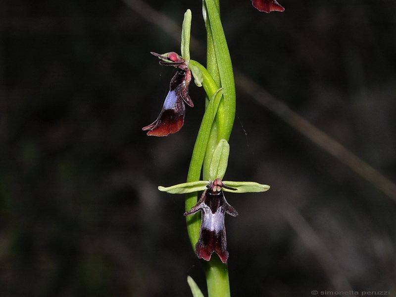 Orchidee del Chianti - Ophrys sphegodes e altre...